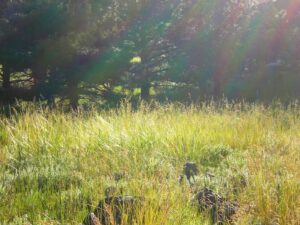 Forest Meadow StarHouse